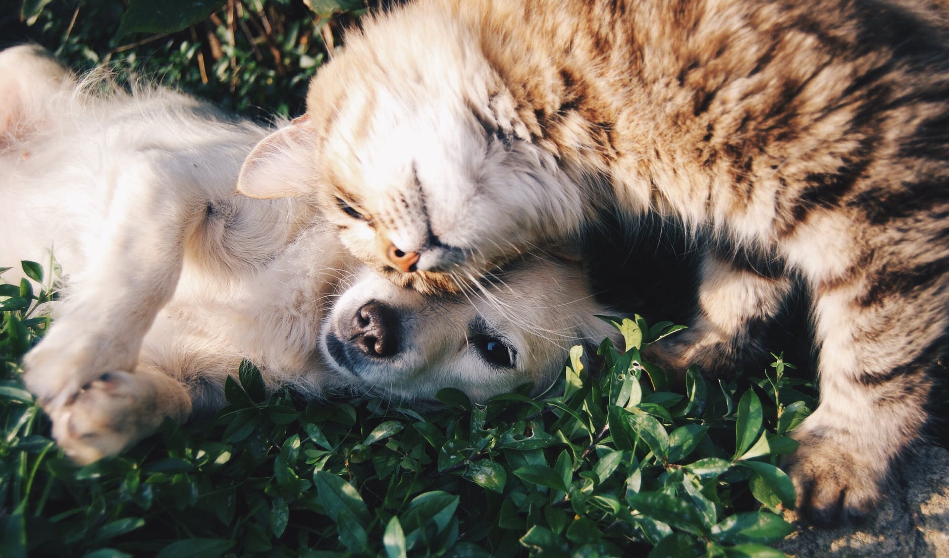 Landlords: Should You Choose To Have A Pet Friendly Property?