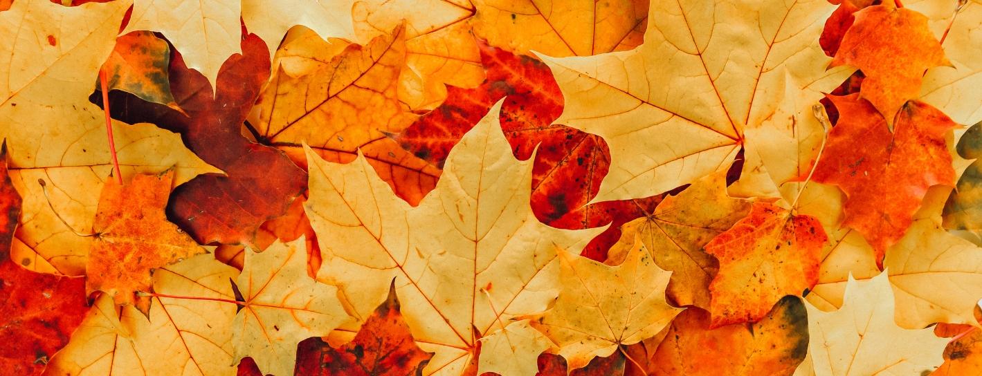 Autumn Budget 2025 — What It Means for Homeowners, Landlords and The Market